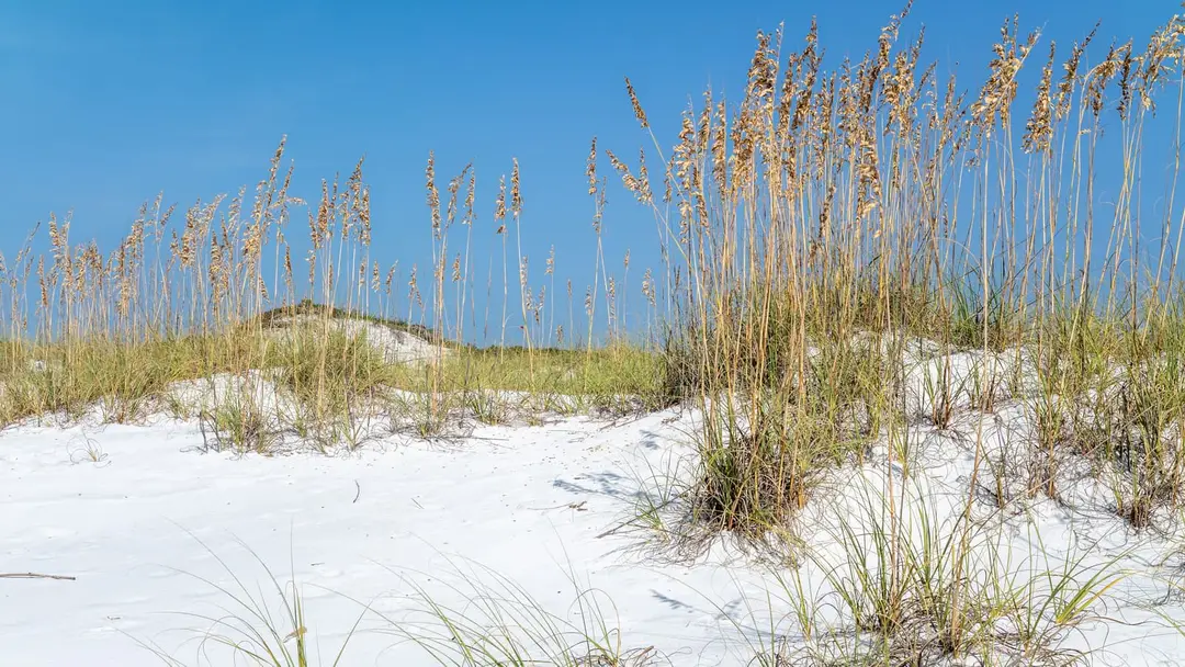 White sand dunes covered in sea oats under a clear sky at Topsail Hill Preserve State Park